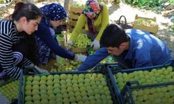 Bölgenin gururu; tat ve aromasıyla öne çıkan ‘Melli İnciri’