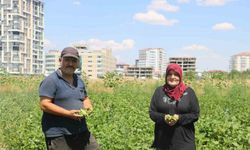 Apartmanlar arasında ata tohumunu yeşertmeye çalışıyor