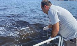 Çevre ve Şehircilik Bakanlığı’ndan İzmir Körfezi’ndeki balık ölümlerine inceleme