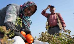 Domates tarlada kalmayacak, Bakanlıktan salça fabrikalarına destek geldi