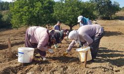 "Dünyanın en pahalı baharatı" toprakla buluşturuldu