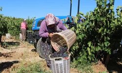 Küresel ısınma Denizli’de üzüm hasadını erken başlattı