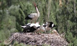 Leylekler Vadisi’nde “lak lak” sesleri sustu