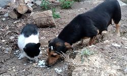 Kedi ve köpek, didişmek yerine dost olmayı seçti