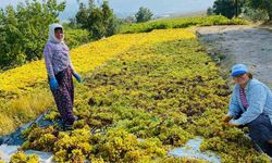 Yüksek sıcaklık üzümde kaliteyi arttırdı, verimi düşürdü