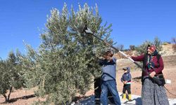 Gaziantep’te zeytin hasadı başladı