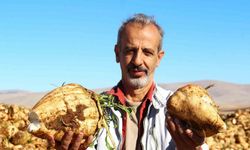 Kahramanmaraş’ta şeker pancarı hasadı başladı