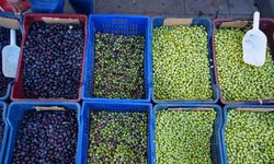 Kilis’te yerli sofralık zeytin tezgahlarda yerini aldı