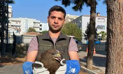 Şırnak’ta yaralı bulunan puhu baykuş ve kara şahin kuşları tedavi altına alındı