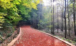 “Belgrad Ormanı imara açılıyor” iddiası doğru mu?