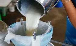 Türkiye’de süt üretimi yükseliyor! Mart’ta 1 milyon 15 bin ton süt toplandı
