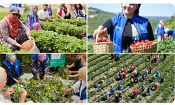 Gönüllü gençlerimizle hasat vakti, üreticiye destek vakti!