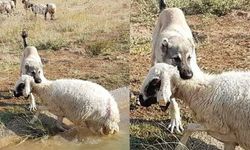 Dezenformasyonla Mücadelemiz