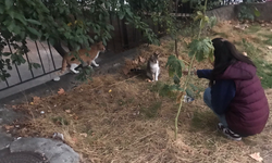 Öğrencilerimizle Sokak Hayvanlarına mama ve su bırakma etkinliği yapıldı