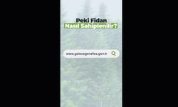 Fidan nasıl sahiplenilir?