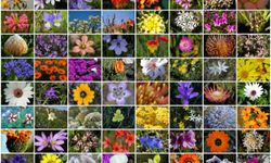 Öğrenciler tarafından 29 endemik bitki tanıtılarak ve yetiştirilerek geleceğe taşınacak