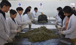 Tarımı Öğrenen Öğrenciler, Alternatif Ürün Yetiştirilmesine Öncülük Edecek