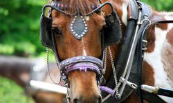 Görünenin ötesini kavrayabilme