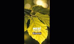 MEBi Biyoloji