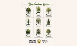 Meşe gücü öğretir, ıhlamur şefkati...