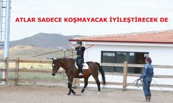 Atlar sadece koşmayacak iyileştirecek de