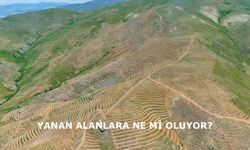 Dikkat! Orman yangınına sebep olmak, cezası olan ciddi bir suçtur