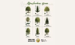 Meşe mi, çınar mı, ardıç mı? Yoksa bambaşka bir favorin mi var?