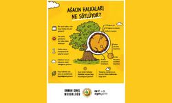 Bir ağacın halkaları bize neler anlatır?