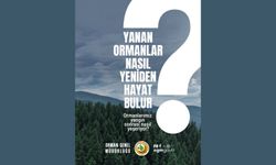 Yanan Ormanlar Nasıl Yeniden Hayat Bulur?