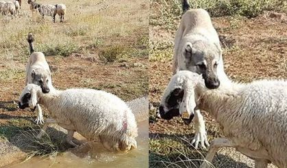 Dezenformasyonla Mücadelemiz