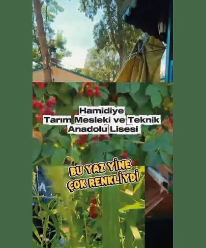 Bir yaz böyle geçti…