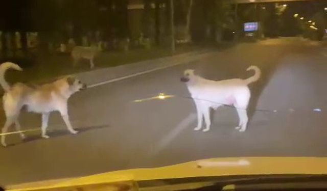 Başıboş sokak köpekleri kazaya davetiye çıkarıyor