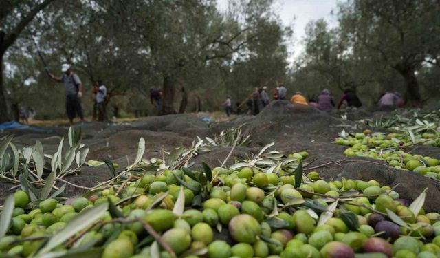 Bilinenin aksine siyah ve yeşil zeytin ağaçları ayrı değil