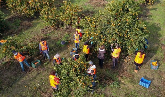 Gönüllü öğrenciler mandalina hasadına ve paketlemeye yardım etti