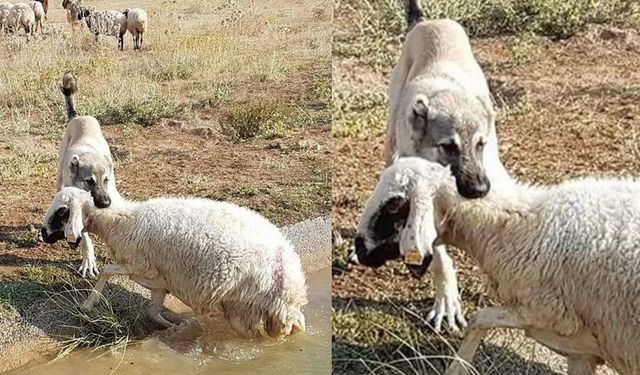 Dezenformasyonla Mücadelemiz