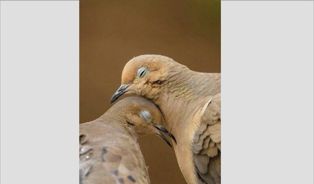 “hemdem” kelimesinin kökenleri