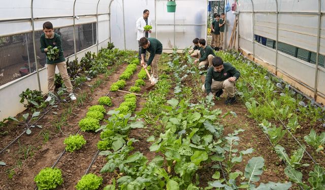 Öğrenciler, Okul Bahçesinde Sebze Yetiştirip Tavuk Besliyor