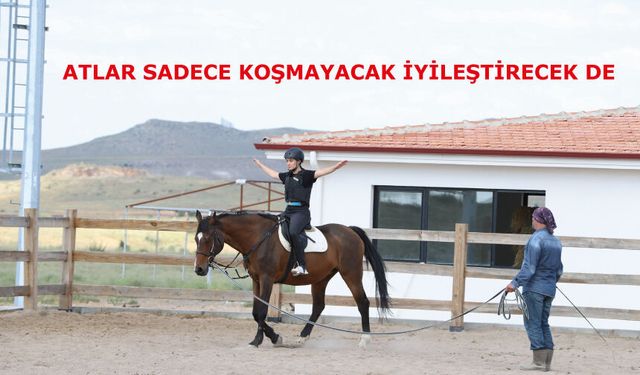 Atlar sadece koşmayacak iyileştirecek de