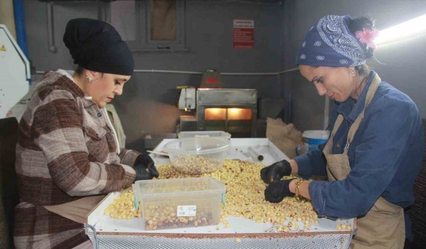 Hasadı biten fındıkta kırma ve kavurma dönemi