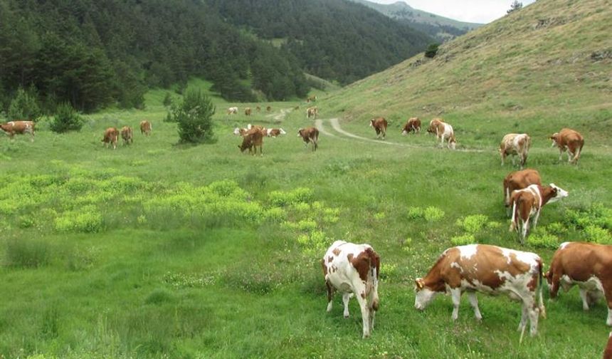 TBMM Genel Kurulunda, Köy Kanunu görüşülüyor