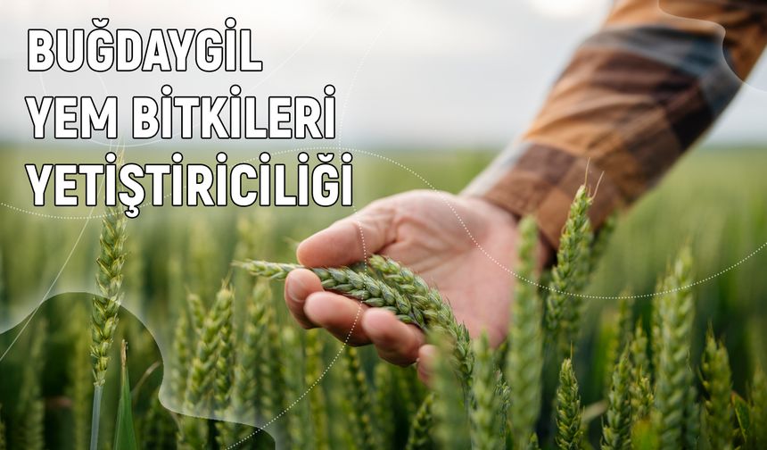 Buğdaygil Yem Bitkileri Yetiştiriciliği