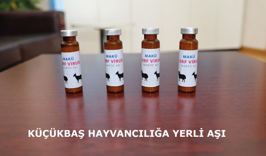 Küçükbaş hayvancılığa yerli aşı