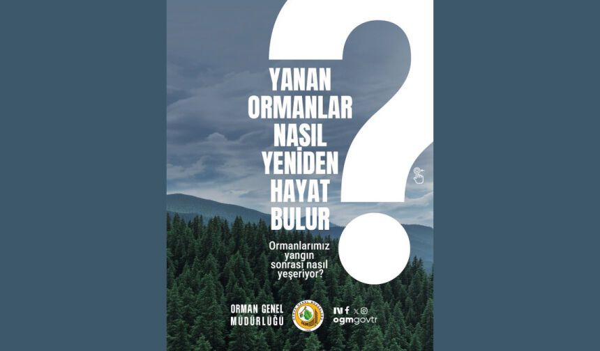 Yanan Ormanlar Nasıl Yeniden Hayat Bulur?