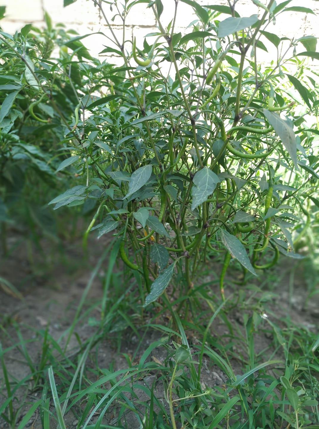 116371028 3563465263680906 4367031357723249407 N (Copy)