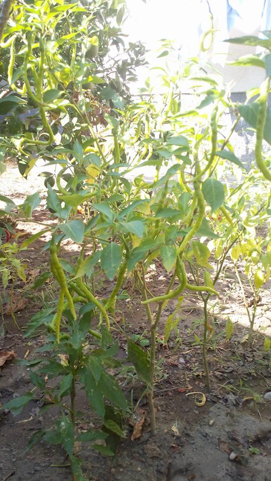 465188869 9179891442038232 8531741995684786252 N (Copy)