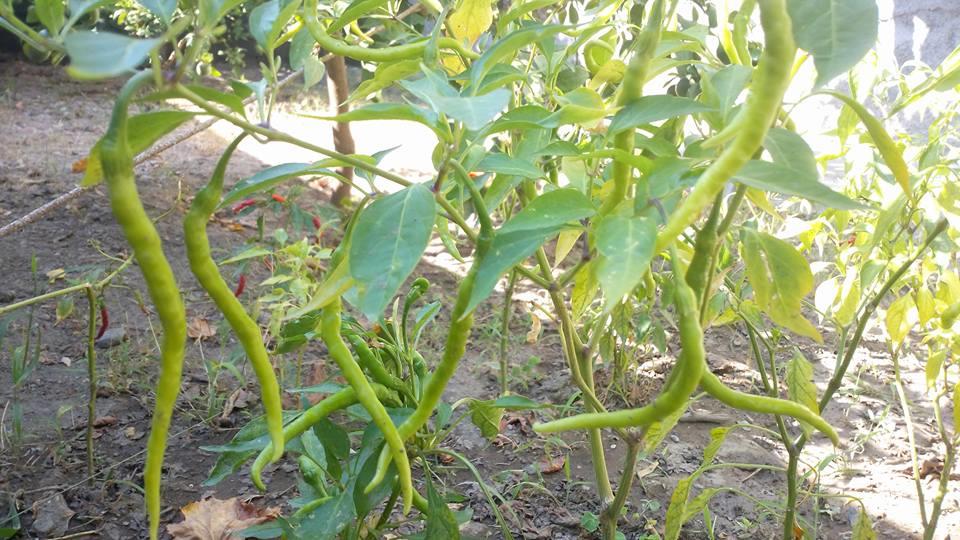 465226650 9179891428704900 6347880670308990445 N (Copy)