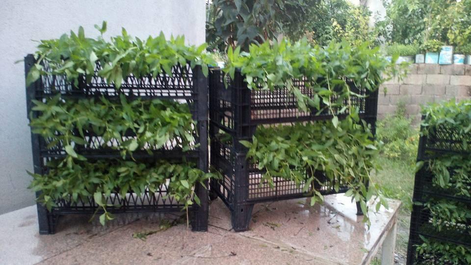 465251324 9179857225374987 887769813842024419 N (Copy)