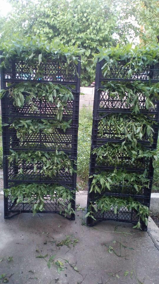 465606058 9179857208708322 5210657872579693153 N (Copy)