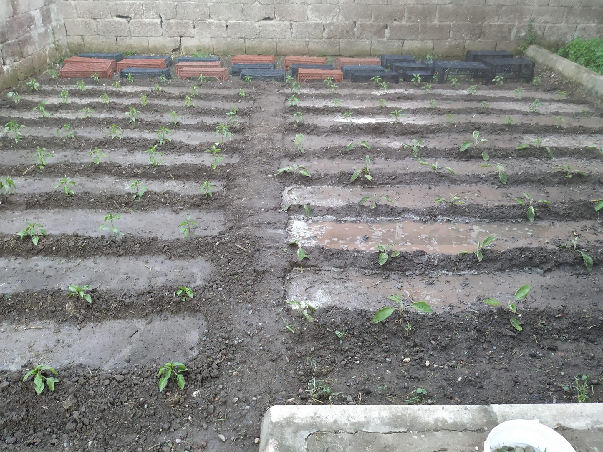 485699359 10004621596231875 549728300909327107 N (Copy)