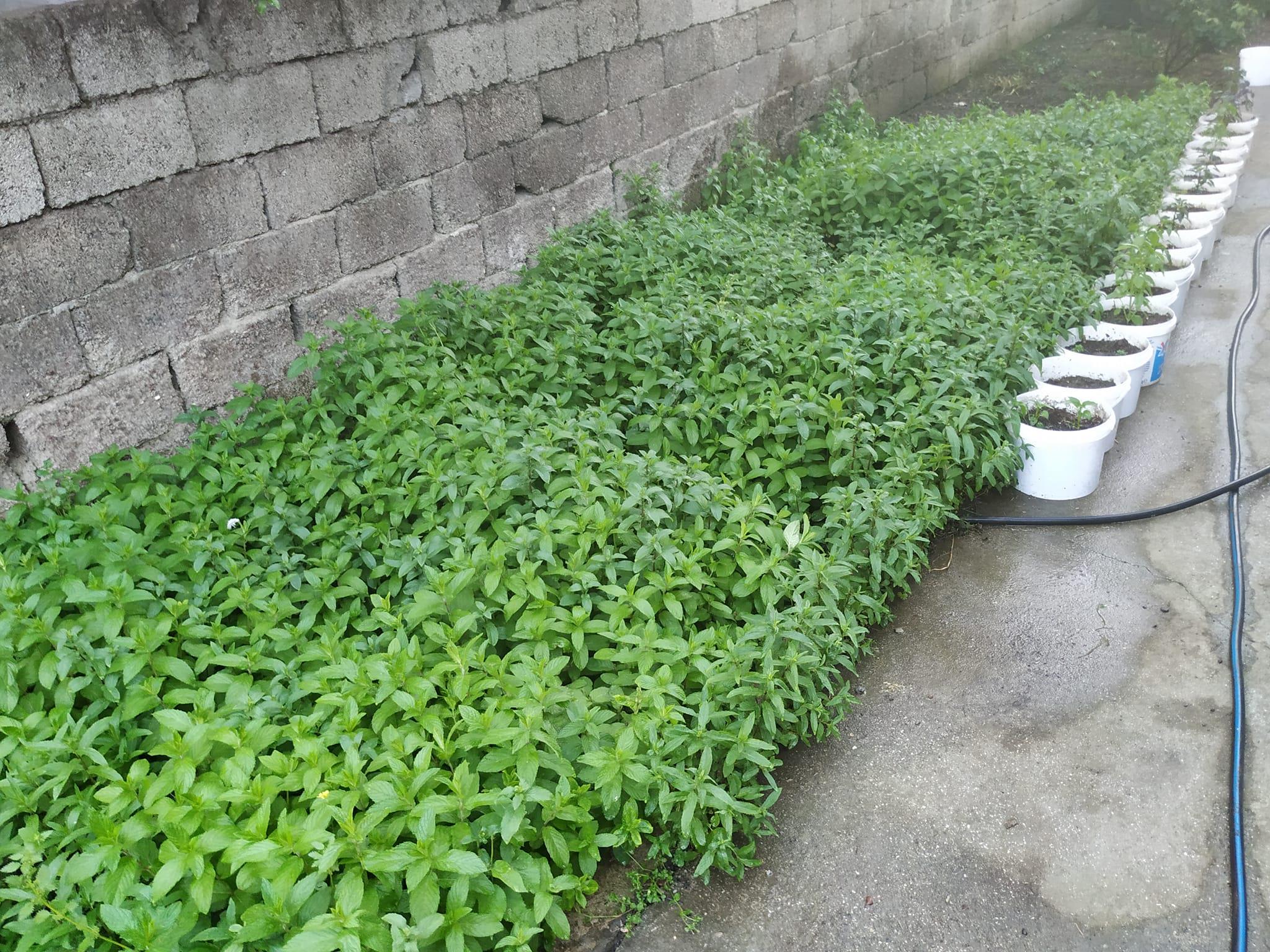 485768308 10004621606231874 8792761505984454159 N (Copy)